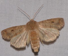Sunira verberata