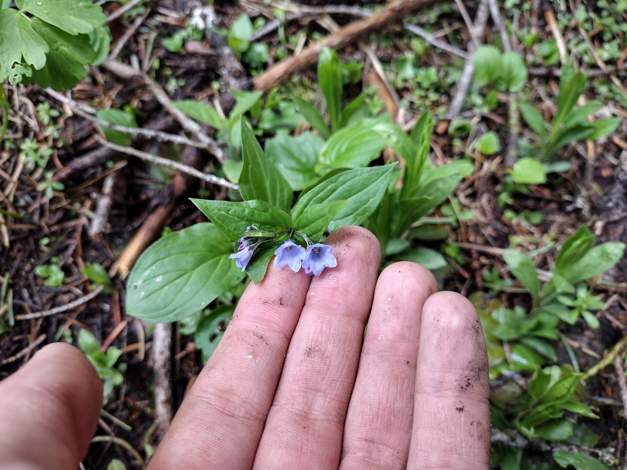 Imagem de Mertensia bella