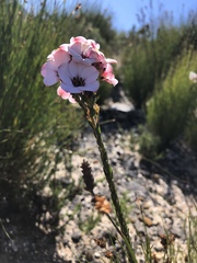 Adenandra uniflora