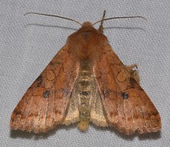 Sunira verberata