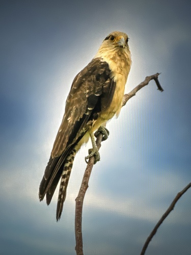 Yellow-headed Caracara