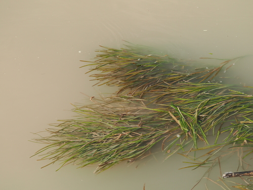 nevada pondweed (Stuckenia striata)