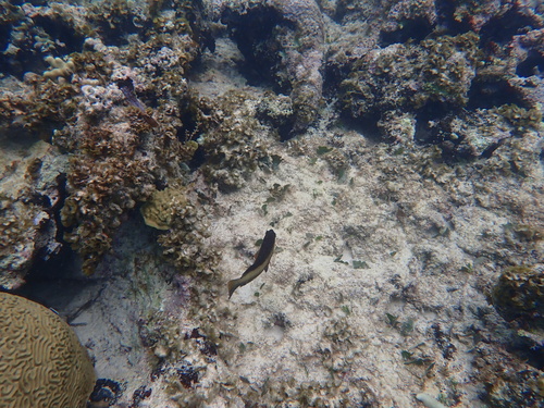 Cephalopholis fulva