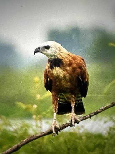 Black-collared Hawk