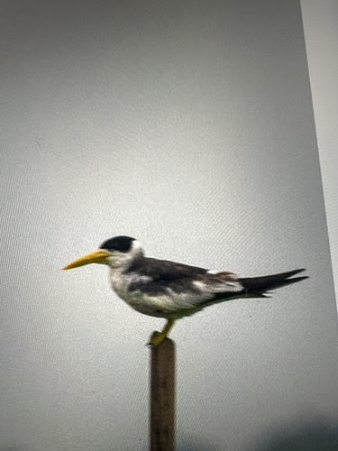 Large-billed Tern