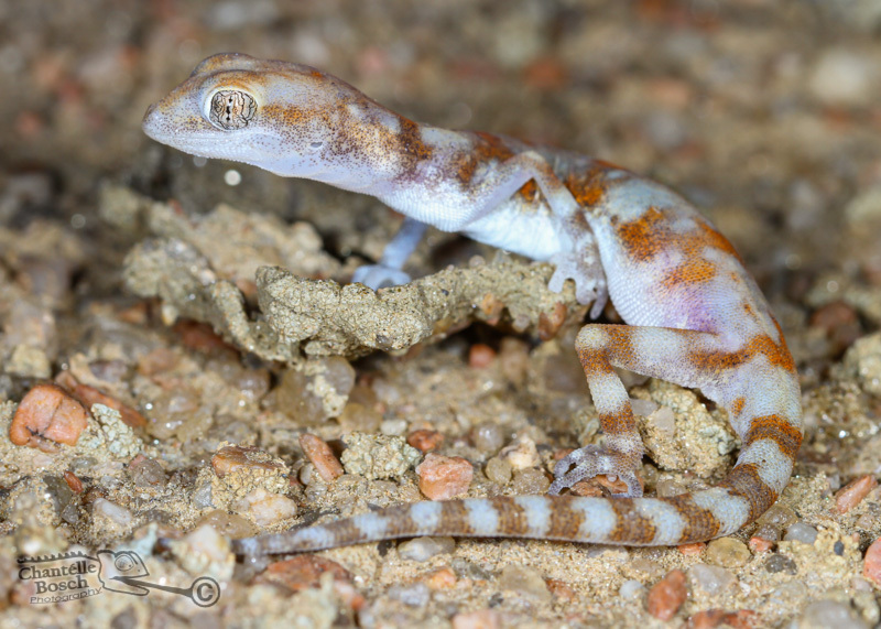 Koch's Gecko