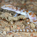 Pachydactylus kochii - Photo (c) Chantelle Bosch, algunos derechos reservados (CC BY-NC), uploaded by Chantelle Bosch