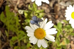 Glaucopsyche lygdamus