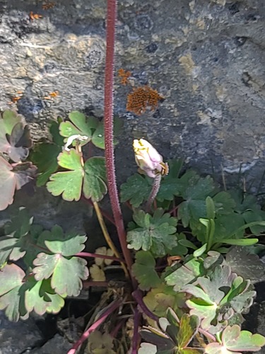 Aquilegia brevistyla