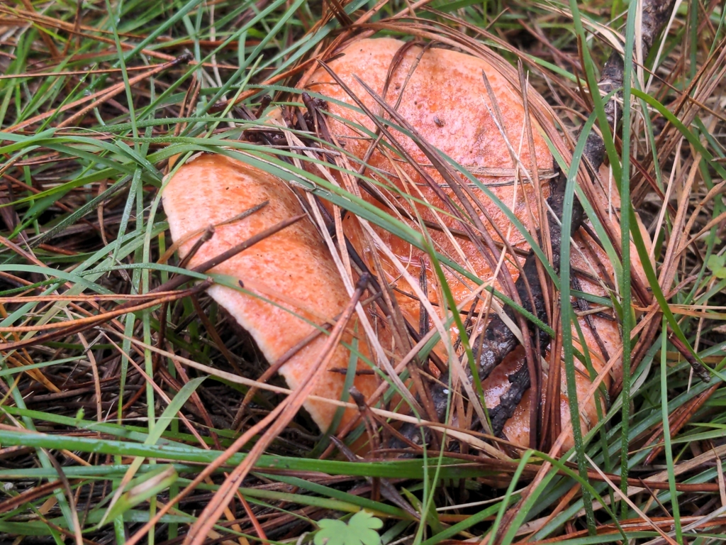 Lactarius deliciosus · May 2025 · photo: © daviewales (iNaturalist, cc-by)