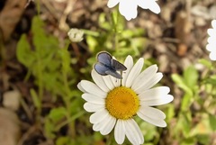 Glaucopsyche lygdamus