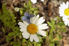 Glaucopsyche lygdamus