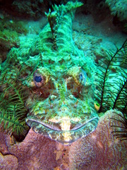 Cymbacephalus beauforti