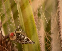 Melanerpes rubricapillus