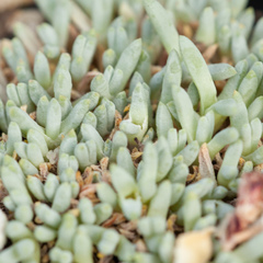 Delosperma sphalmanthoides