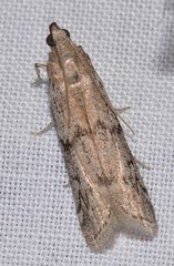 Vitula serratilineella