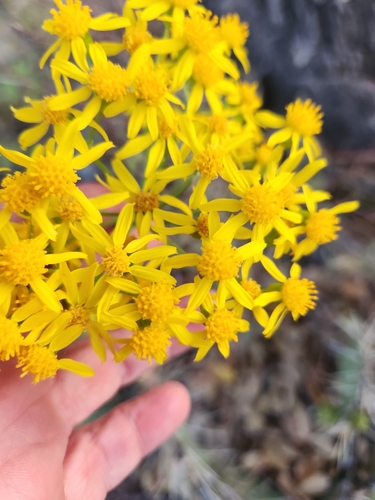 Oak Creek Ragwort (Packera quercetorum)
