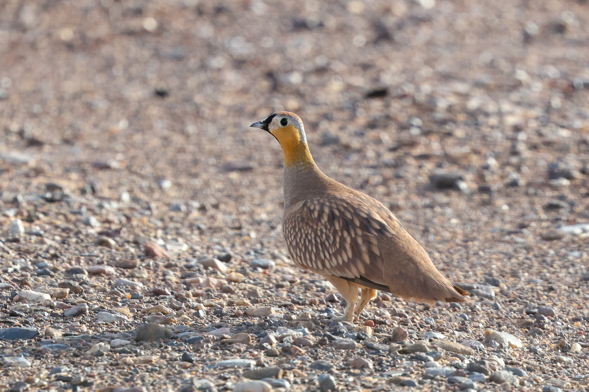 Crowned Sandgrouse (Pterocles coronatus), photo 9