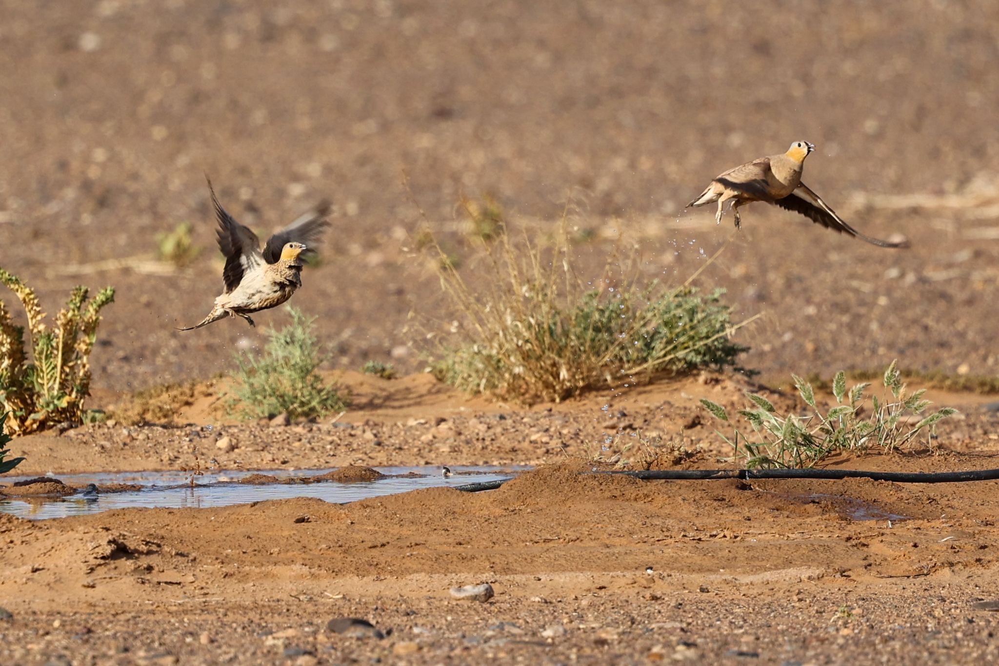 Crowned Sandgrouse (Pterocles coronatus), photo 10