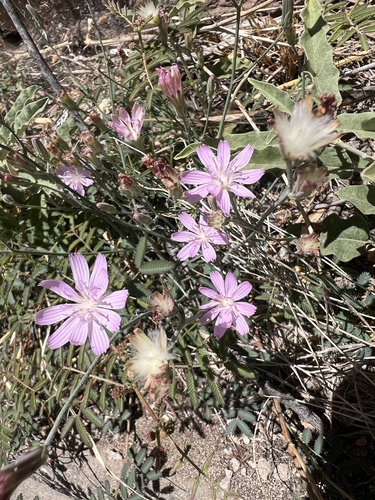 Thurber's wirelettuce (Stephanomeria thurberi)