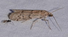 Vitula serratilineella