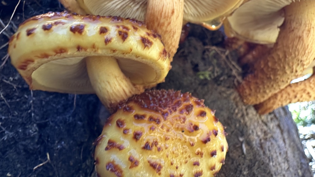 Pholiota glutinosa · May 2025 · photo: © outinthefield (iNaturalist, cc-by)