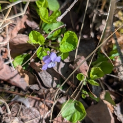 Labrador Violet (Viola labradorica)