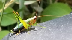 Conocephalus nigropleurum