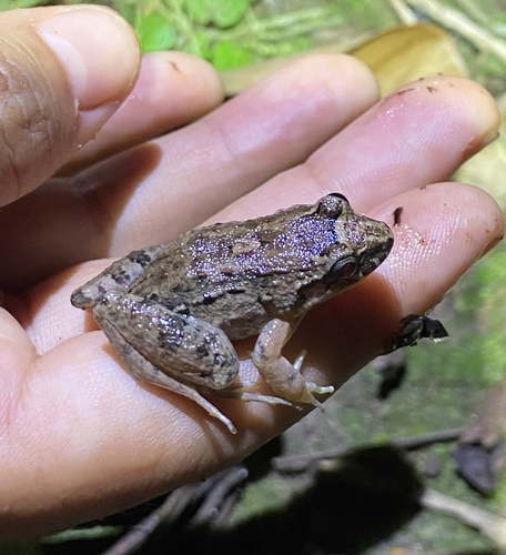 Gray-throuated White-lipped Frog, Leptodactylus griseigularis