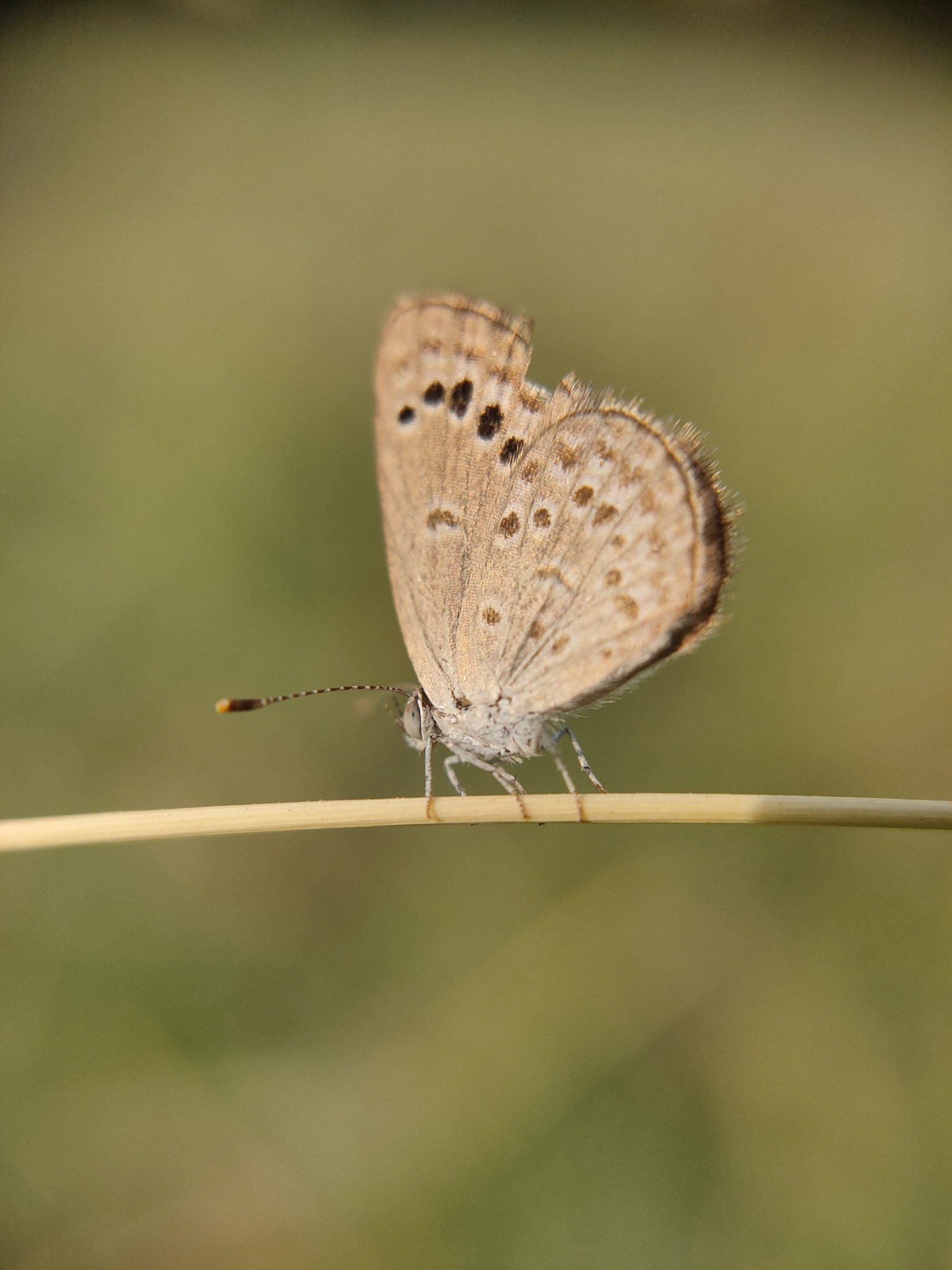 Lesser Grass Blue