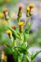 Heterotheca oregona