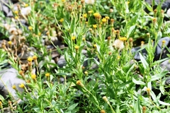 Heterotheca oregona
