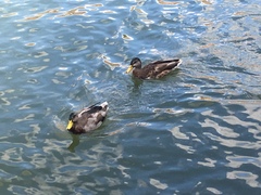 Anas platyrhynchos domesticus