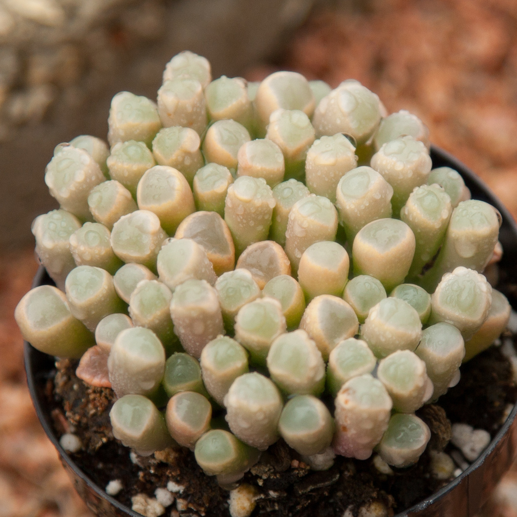 Fenestraria aurantiaca N.E.Br.