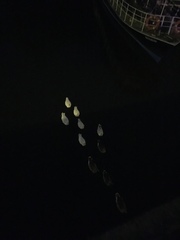 Anas platyrhynchos domesticus