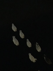 Anas platyrhynchos domesticus