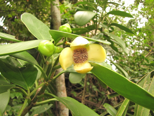 Clusia flava