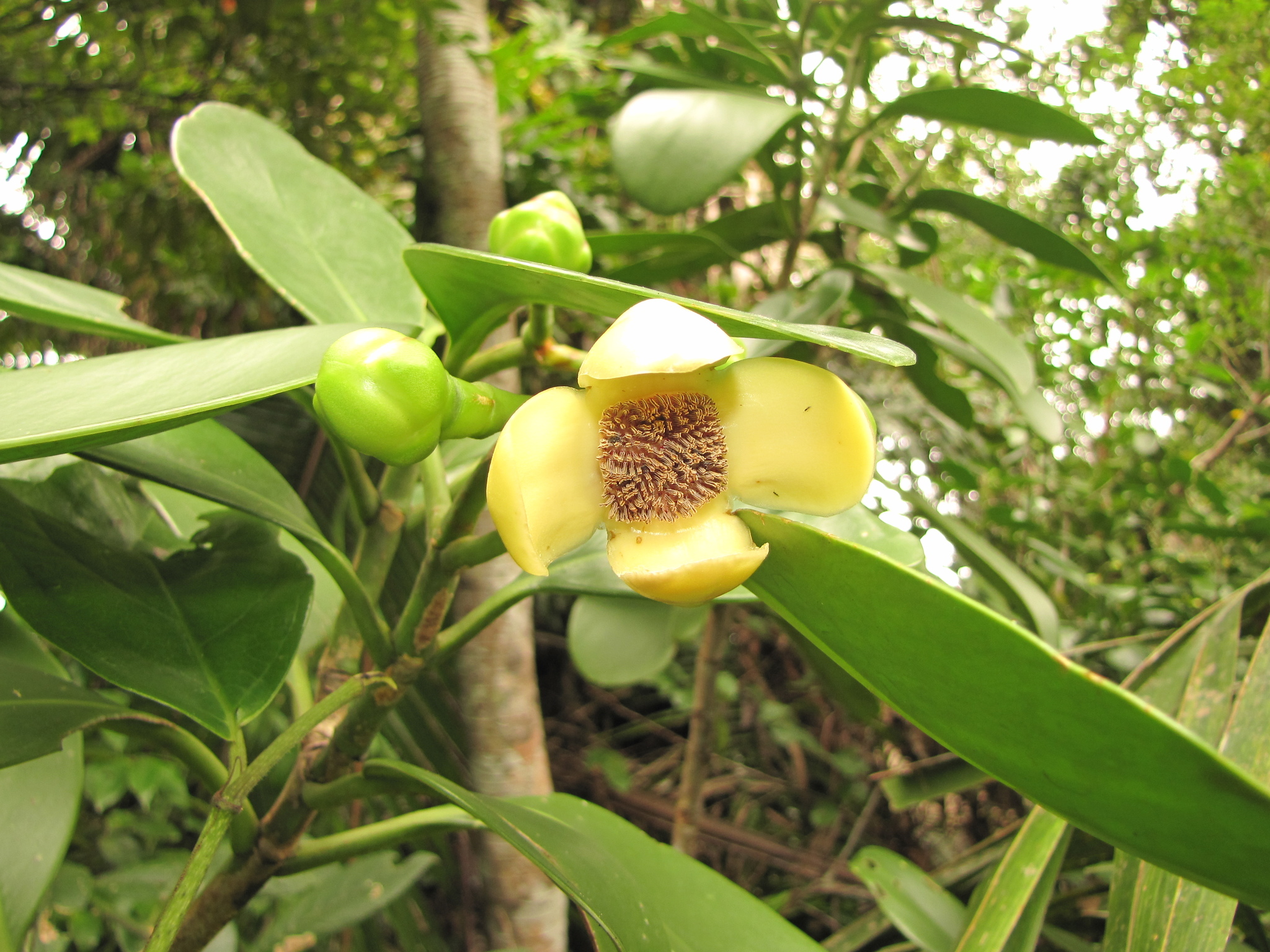 Clusia flava