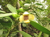 Dwarf Clusia - Photo (c) Jan Meerman, some rights reserved (CC BY-NC), uploaded by Jan Meerman