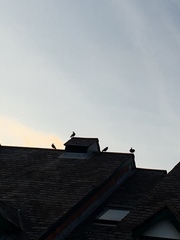 Columba livia domestica