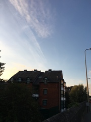 Columba livia domestica