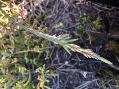Struthiola dodecandra