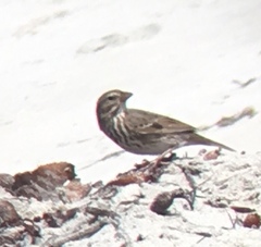 Passerculus sandwichensis rostratus