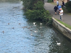 Anser anser domesticus