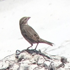 Passerculus sandwichensis rostratus