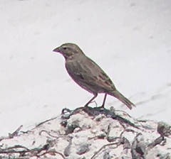 Passerculus sandwichensis rostratus