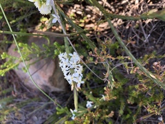 Struthiola dodecandra