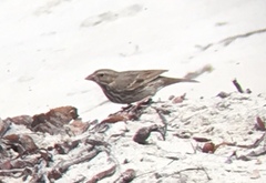 Passerculus sandwichensis rostratus