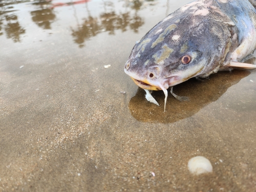 Bressou sea catfish (Aspistor quadriscutis) — Ariidae