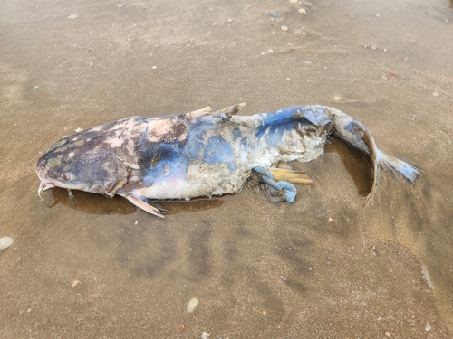 Bressou sea catfish (Aspistor quadriscutis) — Ariidae — 3